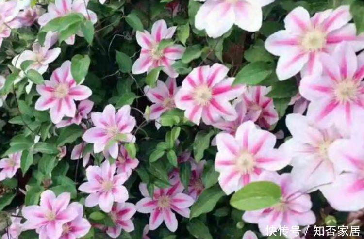 康乃馨|4种花养家里，谁见了都喜欢，第二种已经被迷住了