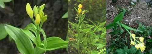 在野外看到种花不要乱挖