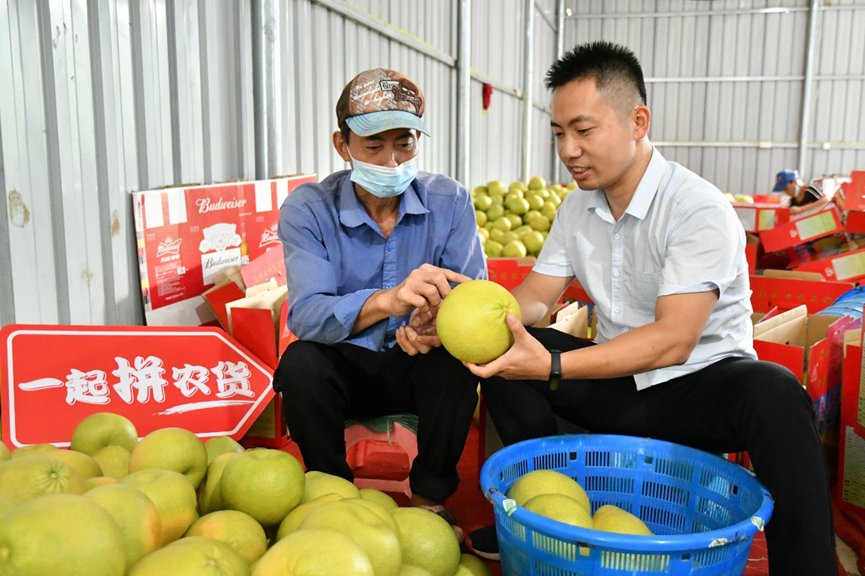 柚子林|拼多多公益直播间搬进柚子林，仙游副县长助农直播带动文旦柚销量上涨368%