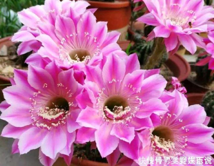 飘香藤|几种花养在家里,一整年都有好运气,花开美翻天,大家都抢着买