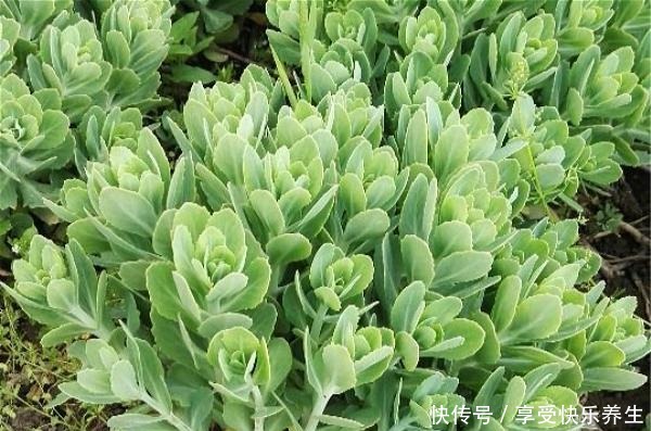 路边见这种花别小瞧,它就是“长药八宝”,家里养一棵不怕蚊子咬!