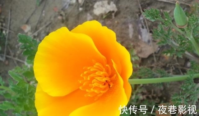 旧爱|三天后，桃花扑面，依然有爱，回眸旧爱，蓦然回首，分手告别