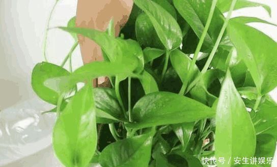 “大蒜”丢进花盆里,花草像打了激素,叶片油绿光亮,猛窜新芽