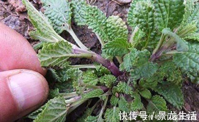 癞蛤蟆草|山坡上一种“疙瘩草”,农民见到就拔,不知是珍贵“止咳药”!