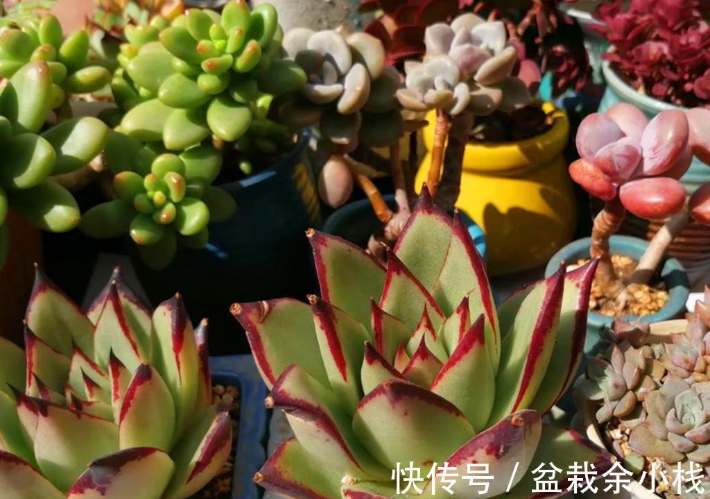 新手|还是多肉新手时，做了很多古怪的事情，拿出来给肉友们当反面教材