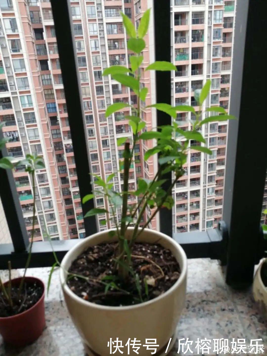 花花|大粗杆插土里,7天生根,当年结果压弯枝,不用买水果了!