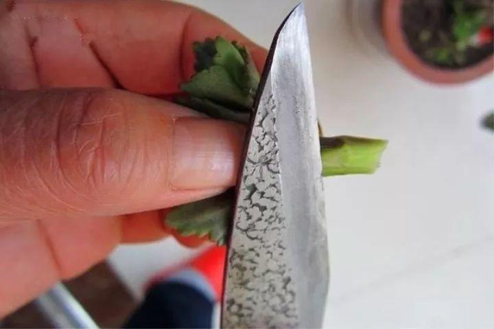 嫁接|嫁接达人,玉树嫁接长寿上,花友直呼内行!