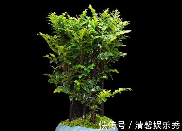 盆栽|4种镇宅又养人的花,添福添运添富贵,多子多福财源滚滚来