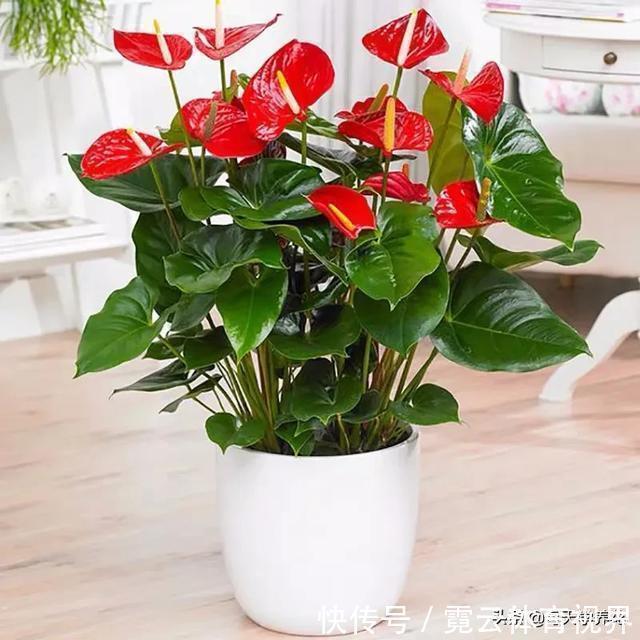 这六种花都是“毒花”，家里有老人、小孩、孕妇的，千万要慎养！