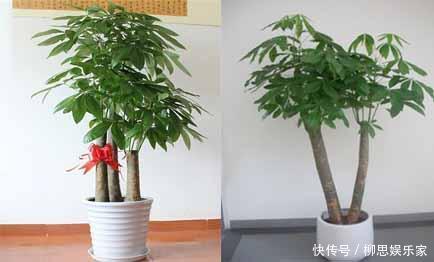 打理|适宜客厅养的3种耐旱花,30天浇一次,茎壮花爆盆,叶子巴掌大