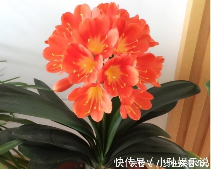 养花“有窍门”,往盆里撒点“它”,花卉长得旺,呼呼疯长!