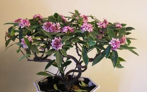 公园里面逛一逛，3种“垃圾”捡回家，花盆里扔一些，啥花都喜欢