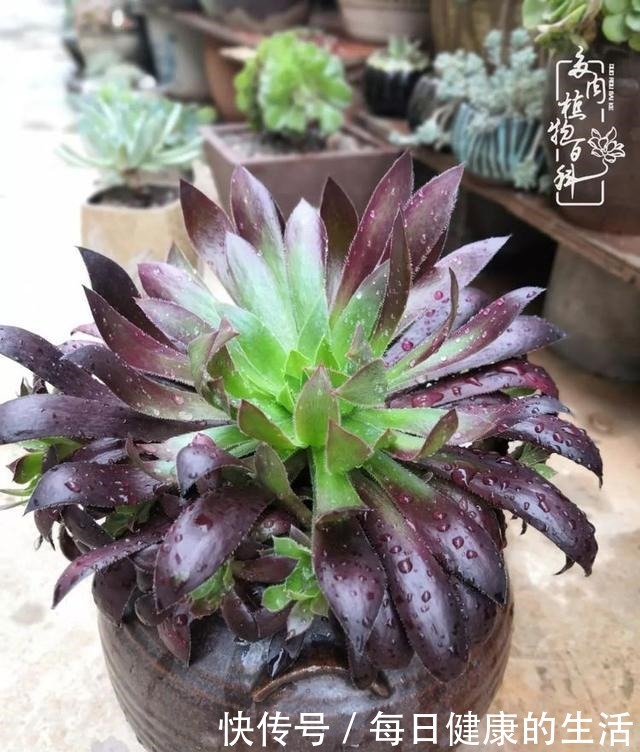 如何让多肉变美看看我是如何宠它们的！如何让多肉变美看看我是如何宠它们的！