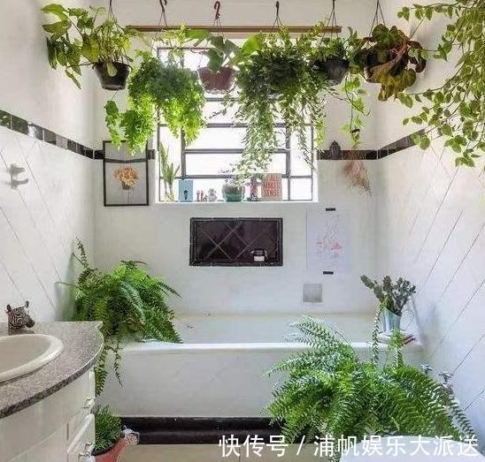 卫生间闻着臭臭的该怎么办盆栽它们,教你告别消毒水、清新剂