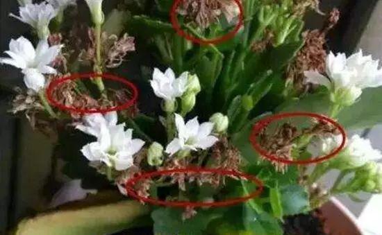 入冬后,这些花别折腾,越折腾越死