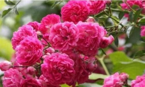 3种花，花朵大、颜色艳，一养就上瘾，抓紧养一盆