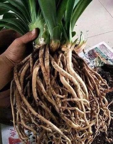 养花不用买土,用这几样东西掺一块儿,种什么花草都旺