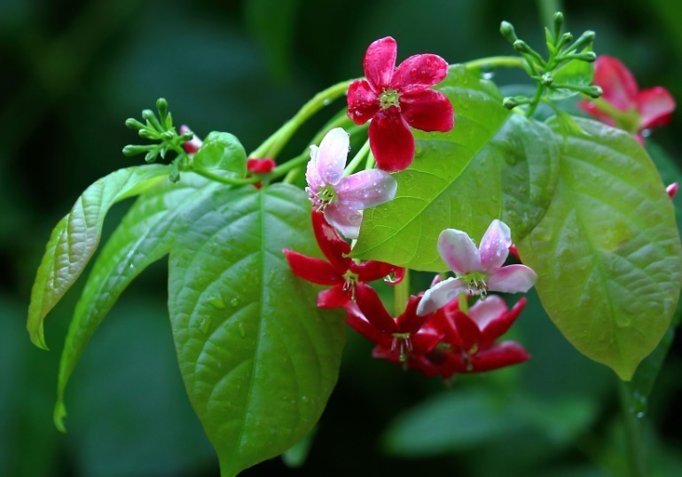墙头几株“使君子”,垂头羞红惹人爱!花儿有红有粉,最是漂亮!