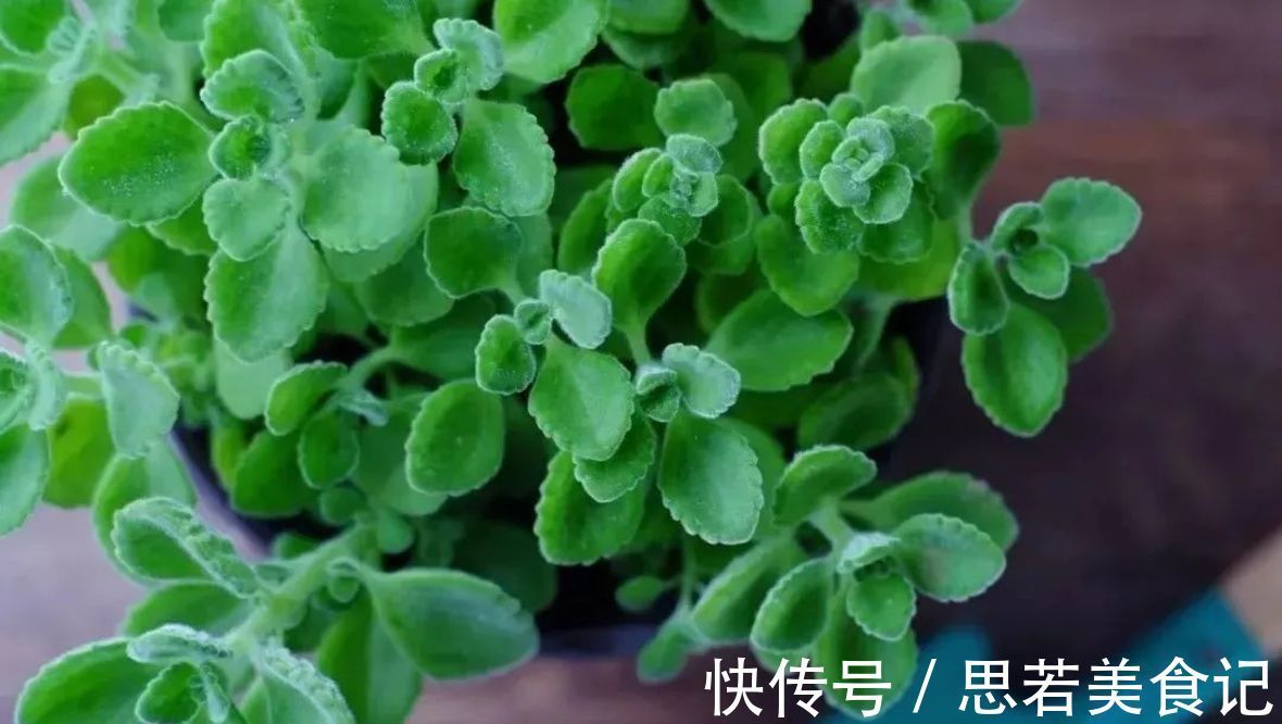 七种花很“养人”,卧室客厅放几盆,好看吉祥“睡得香”