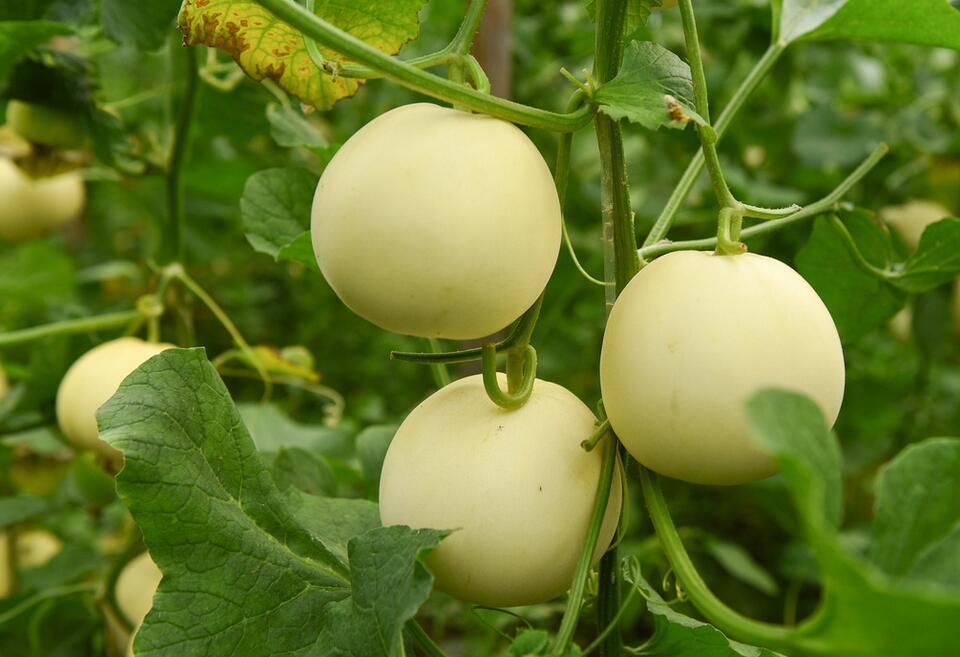 体内湿气重|湿气重的人要注意，夏天这些食物“别贪”，湿气会加重！