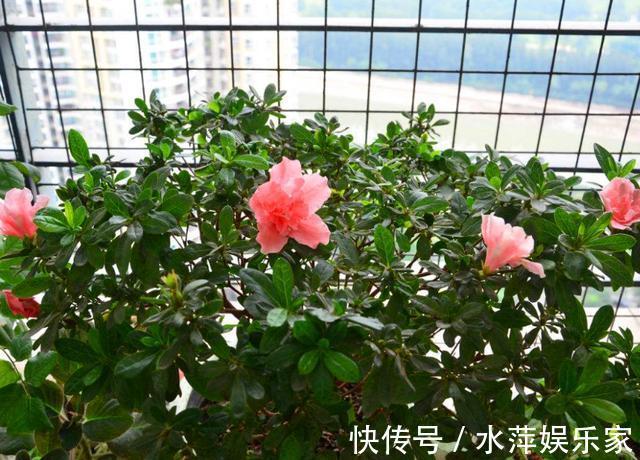 电线|家中的“旧电线”别乱丢，往盆里埋一点，花卉都喜欢，爆盆不止！