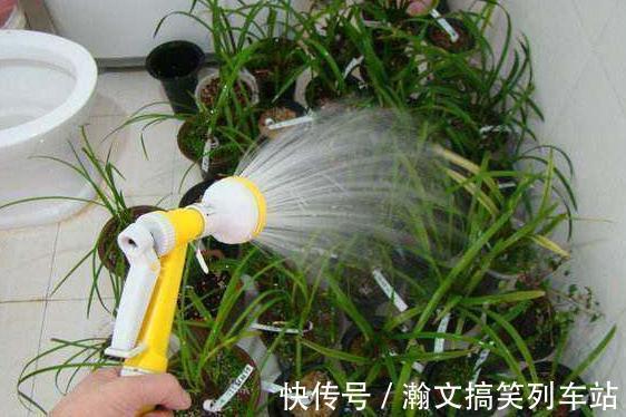 天热浇花要谨慎：别光用自来水，换上它们补水添营养、预防烂根