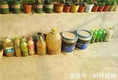 金钱树用“它”养,一月来2勺,小芽小根长不停,金钱叶一串串!