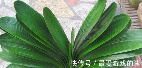 君子兰长期没变,定是出了4个问题,不然就瞧瞧吧