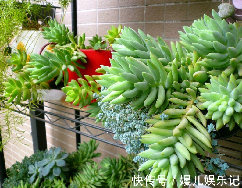 花友们|养多肉千佛手,砍头繁殖简单,叶插成活率高,适合新人练手