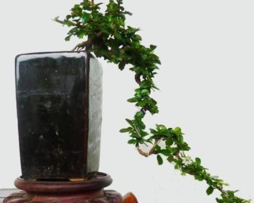 4种绿植从低价盆栽到高价盆景,只需5年时间,每一盆都很美