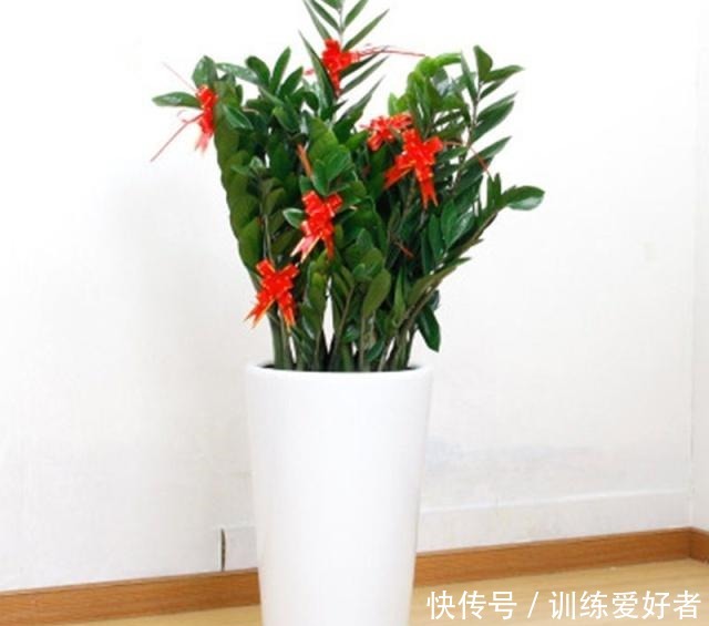 客厅养什么花好,这5种花不但好养易活,而且大气耐看还旺财!