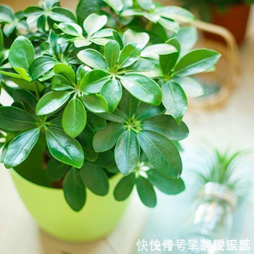 龟背竹|能让人长寿的盆栽,真是不可思议,最后一种人人都喜欢