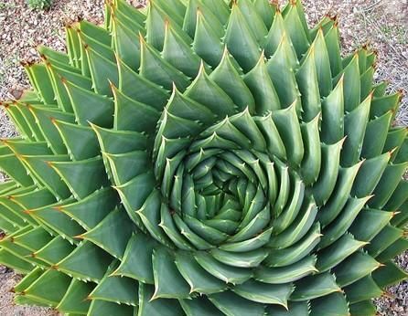  芦荟|物以稀为贵，1盆芦荟上万元，就这颜值？你值得拥有