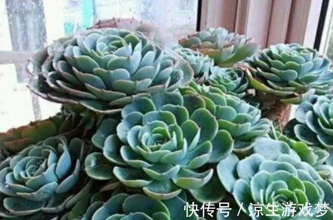 大温差养多肉记住3个小妙招,植株紧凑,叶片上色快