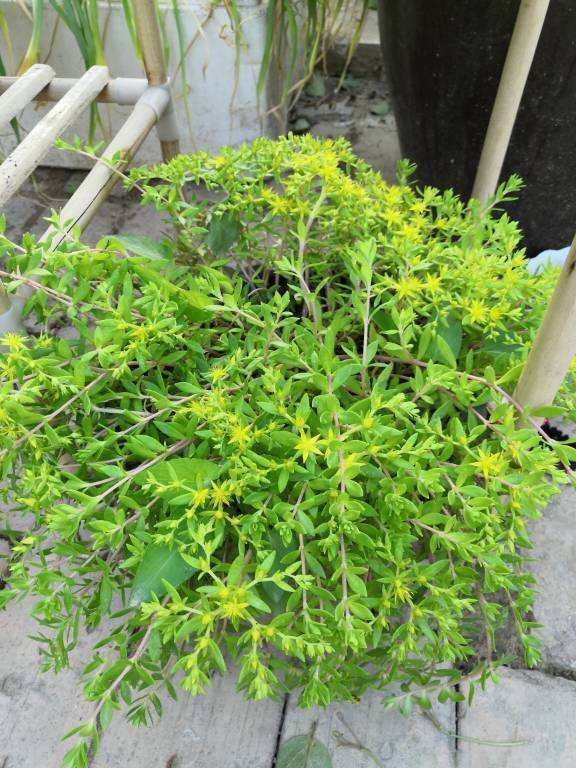 这花扔篮子里就往下垂,长长得像门帘,新手也能养爆盆