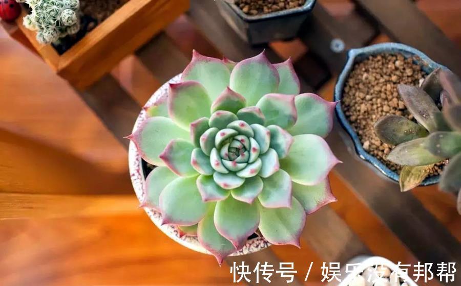 突发状况|多肉的几大突发状况,别担心,这样处理就好