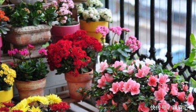 杜鹃花难养年年枯成“柴”,今春改变养殖方法,花繁叶茂根系壮!