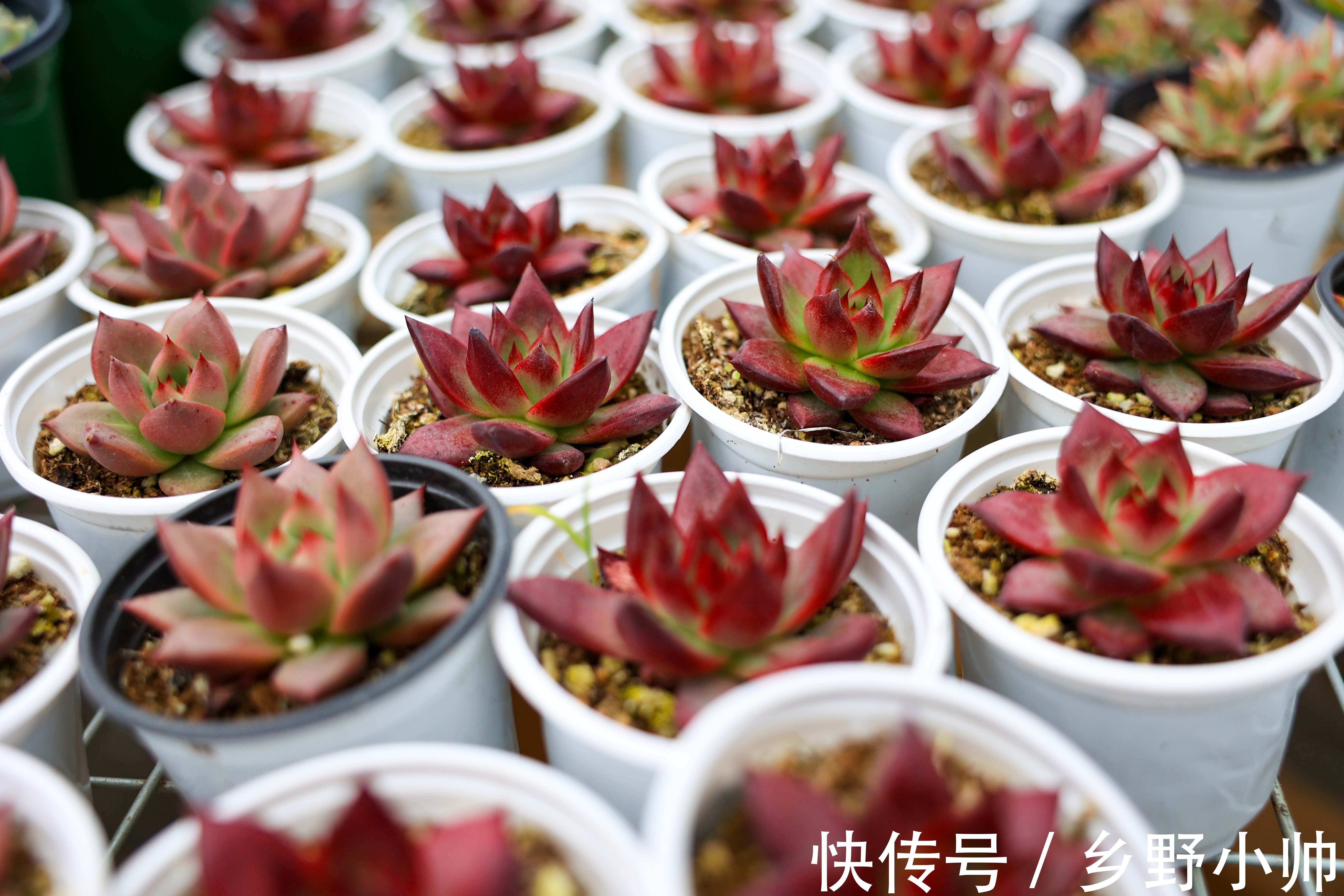 美杜莎|入秋后的第二次上新，多肉开始慢慢出状态，收获不一样的风景