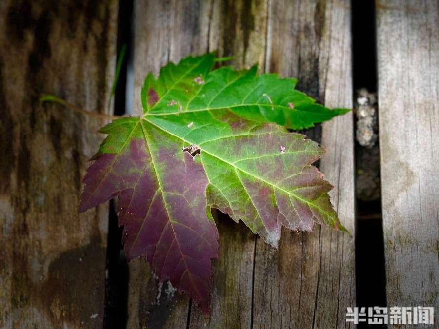 秋意|白露时节，秋意怡人！