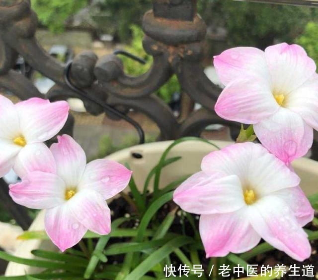 再冷也不怕的三种花卉,开出大朵大朵的花儿,香气阵阵!