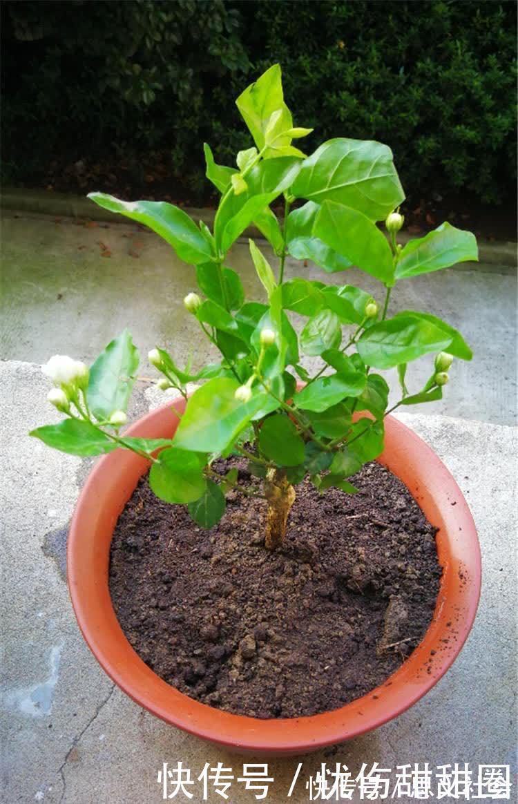 花苞|养茉莉花有“3点”很重要,株型更美,开花更多,又香又好看