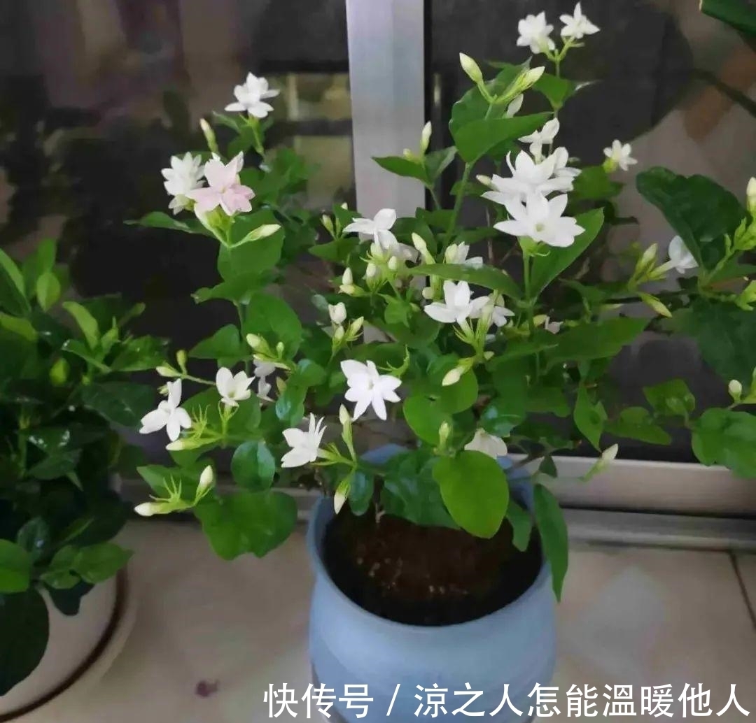 花苞|养的花一直不开花,主要是这6点做好,赶紧学起来