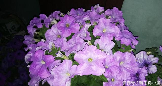 超简单的矮牵牛花暴盆方法,新手也能轻松暴盆