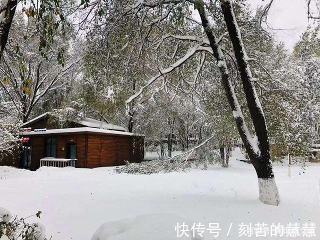 紫藤@五律 冬韵（外五首）