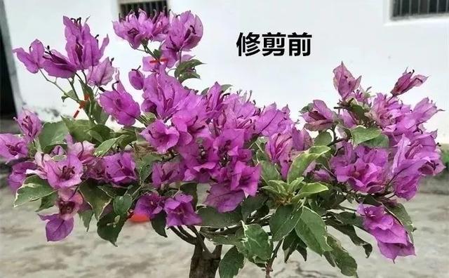 扦插|三角梅的养护大全摘光叶子,少浇水,使劲晒,开花爆满盆