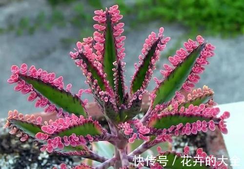 不死鸟|什么花也养不活?3种“漂亮花”,爆盆速度让人“害怕”