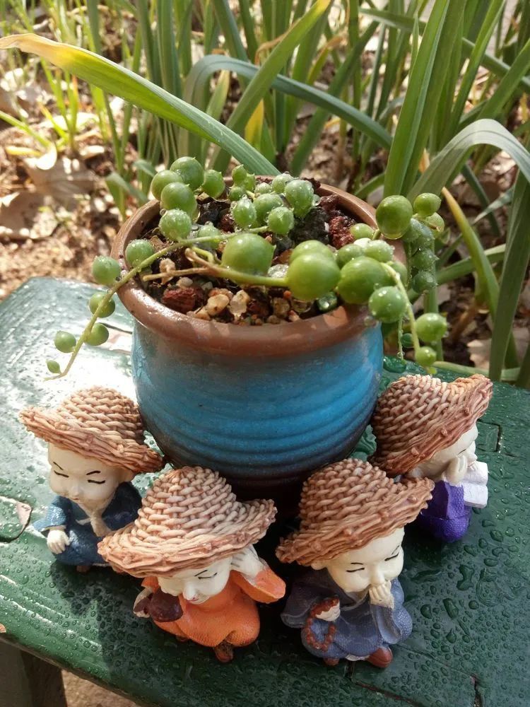 送瘟神,洒庭院,赏多肉,合家团聚话将来!