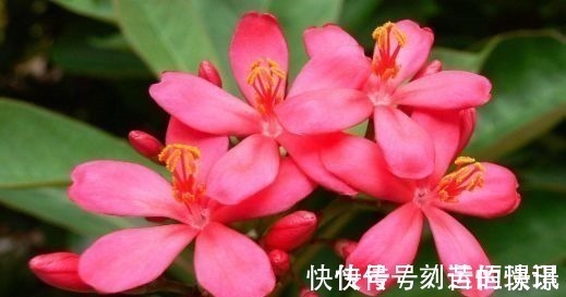 透气性|喜欢养护花卉,就选择花期长,花色艳,美丽漂亮能爆盆的5种花卉