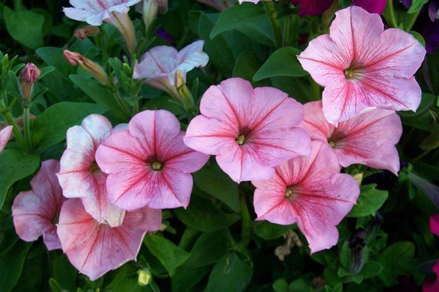 喜欢养护花卉,就选择花期长,花色艳,美丽漂亮能爆盆的5种花卉