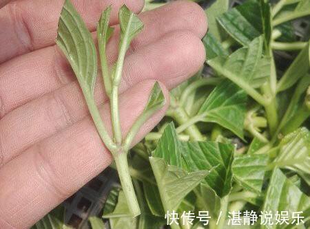 秋天|秋天就扦插“绣球花”，遇土就生根，阳台放不下，春天开成花园